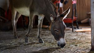 Molly var först av de fem åsnorna. En grå åsna med vit mule äter hö från golvet i ett stall.