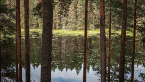 Suorien honkien ympäröimä metsälampi.