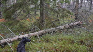En del omkullfallna träd kan bevaras som ett hem för exempelvis insekter. Ett träd har fallit i en skog, en svart hund står bredvid trädet.