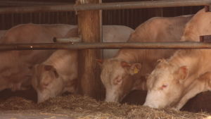 Rasen charolais är stora vita kor. Arkivbild från Bosgård. Vita kor står på rad i en lada och äter hö.
