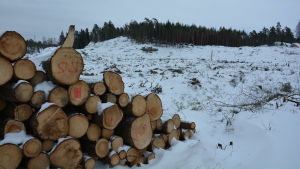 Skogsindustrin är viktig. Kalhyggen borde ändå förbjudas enligt vissa. omkullfallna träd på ett kalhygge