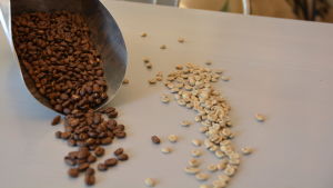 Visste du att kaffebönor inte är mörkbruna från början? Här är skillnaden mellan rostade och icke-rostade bönor. Rostade och orostade kaffebönor