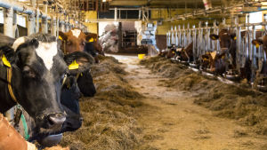 Parsinavetat herättävät todennäköisesti taas kohta keskustelua. Korna i ladugården