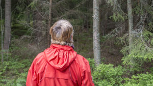 Lena Puranen hoppas att de regnar tillräckligt så att det blir en bra svamp- och bärhöst. Lena Puranen letar efter svamp i skogen