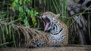 Jaguaren hör till Pantanals rika fauna. haukotteleva jaguaari