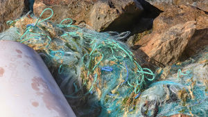 Övergivna eller tappade nät är ett plastproblem. Ett spöknät, alltså ett tappat eller övergivet fisknät, med blå och gröna kanter ligger råddigt på strandstenar.