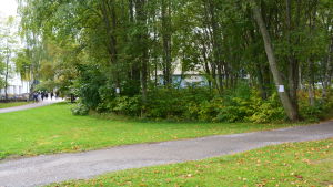 Grönområdet mellan Educarium och Calonia. Juho Pylvänäinen protesterar mot universitetens parkeringsplaner