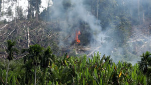 Regnskog bränns för att ge plats åt palmoljeplantage i Indonesien. Regnskog som brinner i Indonesien för att göra plats för palmoljeplantage.