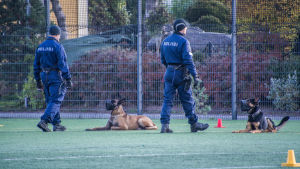 Polishundarna ligger lydigt kvar tills föraren återvänder efter fem minuter. Poliser med polishundar på sportplan