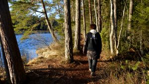 Forststyrelsen fick 200 000 av staten för att förbättra Sibbo storskog. Stigen går längs med Storträsket. Wennström går på stigen längs med träsket. Hon har ryggen mot kameran.