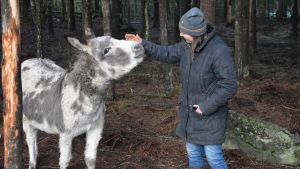 Katarina Widjeskog-Nylund tillsammans med en av gårdens åsnor. En kvinna klappar en åsna på huvudet.