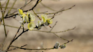 Omkring 180 fjärilsarter har sin larvutveckling hos sälg och vide och många fjärilar söker nektar i sälg blommorna. Mer än 75 skalbaggsarter lever på sälgens blad, blommor och knoppar och över 270 skalbaggsarter är beroende av sälgens döda ved och bark. Videkissar som blommar och har gula frön.