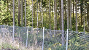 Biogasanläggningen kommer att byggas granne med den nuvarande energianläggningen på industriområdet i östra Hangö. Än så länge växer där skog. Skog bakom stängsel