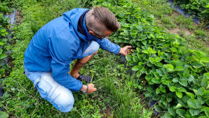 Grönvita kart tar en till två veckor att mogna. En man sitter på huk i ett jordgubbsland.