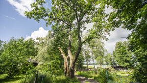 Farligt nära husen, tycker markägaren. Viktig för otaliga arter av små organismer, tycker miljövetarna. En väldigt gammal och stor ek på en solig sommardag i en skogsmiljö.