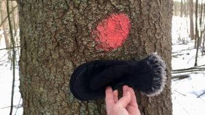 Staden har varit på plats och märkt ut vilka träd som ska fällas och vilka som ska bevaras. hand med handske framför träd med röd fläck.