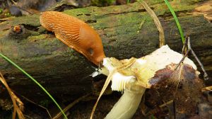 Espanjansiruetana syö sientä metsässä.