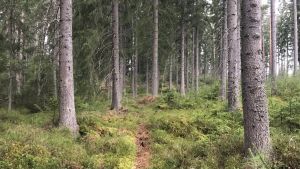 Om två veckor (från och med den 20 april) kommer OK Trian ha en distansorienteringsbana i den här skogen, i Vårdalen i Borgå. En skogsstig.