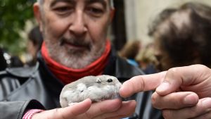 Hamsterägaren Carlos med hamstern Bolita. Hamsterägaren Carlos, 64, tog med sig sin hamster Bolita till kyrkan så att den skulle bli välsignad.