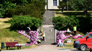 Kyrkparken i Hangö rustas upp med rosa blompelare framför kyrkan. En bild på människor som planterar blommor. Det är sex personer och de planterar rosa blommor i en backe runt en stentrappa som leder till kyrkan. I början av trappan finns två pelare av blommor. Blommorna går i vitt och rosa.