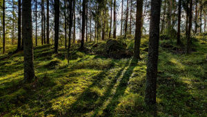 Hemma i Andersböle i Borgå har Aspelin nära till skogen och naturen. Solen tittar fram bakom träden i en skogsglänta.