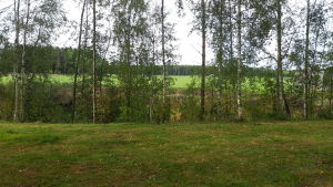 Ängar ner mot ån innebar en god boplats för 1 000 år sen. En grön äng i förgrunden, i bakgrunden syns grönskande björkar och en grön åker.