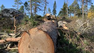 Frågan om man ska använda sig av kalhyggen eller inte då man avverkar skapar ofta en debatt där skogsägare känner sig skuldbelagda. Vindfälle som sågats i bitar. Resterna av vad som varit en ståtlig tall ligger på marken.