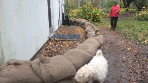 Petra Erkkola och hunden Nelli ser på grannhusets sandsäckar i Mankans. Petra Erkkola och hunden Nelli ser på grannhusets sandsäckar i Mankans.