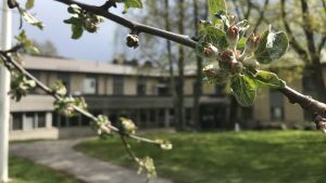 Snart börjar allting blomma utanför Lovisa hälsocentral. Ett träd i knopp utanför Lovisa hälsocentral.