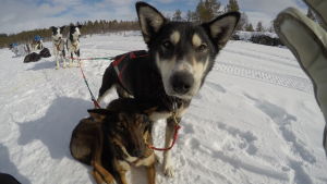 Här är Susannas hundar under resans gång. Två hundar i ett hundspann poserar framför Susanna Forsells kamera.
