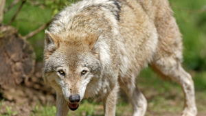 Varg i Cleebronn i Tyskland. Bild av europeisk varg i vilddjurspark i Cleebronn i Tyskland.