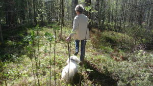Allt fler vill ha hund kvinna med en liten vit hund i koppel. Kvinna har ryggen till. Går i solsken i en skogsglänta. Vitsippor, vår.