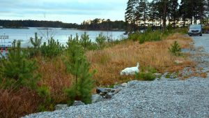 Baggö ska vara en grön marina. Hunden Nappi snusar på marken vidvattenbrynet i båthamnen i Baggö Marina.