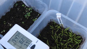 Två platslådor där olika grönsaker har börjat gro, samt en termometer.