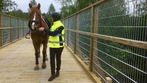 Piia Nordström, ansvarig gatuchef i Raseborg, med en häst på den nybyggda järnvägsbron på friluftsleden Banvallen. En ryttare leder en häst på en friluftsled.