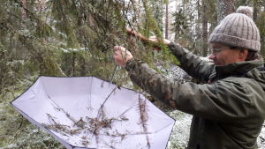 Niclas Fritzén undersöker vilka småkryp som håller till i granen. Niclas Fritzén tar ett paraply till hjälp nr han ska undersöka vilka småkryp som håller till i granen.