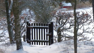 Naturen och stillheten tilltalar familjen. En grind i ett snöklätt vinterlandskap. Landsbygd. Grinden är byggd av träribbor.