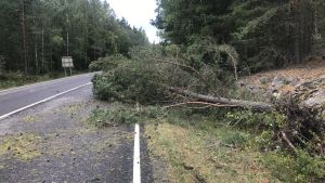 Ett träd har fallit på Skärgårdsvägen. Ett träd har fallit på en landsväg under en storm.