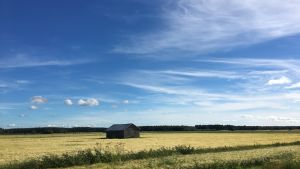 En österbottnisk lada. Inte den som finns i filmen, men likväl en ensam lada. Blå himmel över en ensam lada.