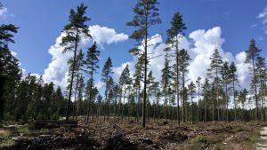 En del av skogen i Västervik, norr om Baggövägen, såg i juli 2020 ut så här. En avverkad skog, tallar står kvar glest. Marken är bearbetad. Solen skiner