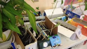 De här plantorna kan du se senare vid Konstfabriken Plantor i mjölkburkar
