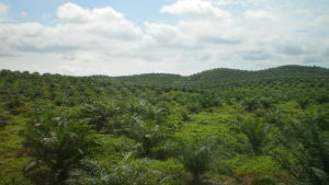 En oljepalmsodling i Malaysia, där största delen av orangutangens naturliga habitat, regnskogar, har fått ge vika för palmoljeproduktion. En oljepalmsodling i Malaysia.