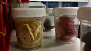 Polli har utvecklat bland annat jordgubbar till konstgjort torkat hälsogodis. På konstgjord väg torkade frukter och bär på en hylla i laboratoriet i Polli, Estland.