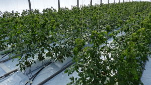 Det ska vara rent inne i växthuset. växthus fyllt med tomatplantor, knappt en meter höga