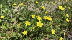 När man går närmare sluttningen ser man att det finns en massa olika sorters små blommor som verkar trivas på den torra och soliga platsen i Forsby. Små gula blommor som växer i sanden.
