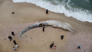 I torsdags hittades en 17 meter lång sillvall död på en strand i södra Israel. Man har hittat svart vätska i kroppen men enligt myndigheter är det för tidigt att säga om valen dött av oljeutsläppet som förorsakat miljökatastrofen. En död sillval uppspolad på en strand