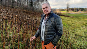 Markägaren Helge Henriksson vill locka till sig vildsvin till utfodringsställe med hjälp av solrosor, kålrötter och korn. En man står framför en äng vissnade solrosor.