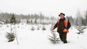 Här blir det julgranar, säger Victor Lindqvist med ett skratt. Området skyddas med skyddsmedel. Små granar i snöig skog, en man håller i toppen på en av dem.