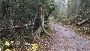 Man ska hålla sig till stigarna i nationalparken. Stubbe vid spång i Noux