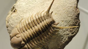 Trilobiterna hälsar: akta er så ni inte delar vårt öde! (På bilden: Cyrtometopus sembnitzkii) Fossil av trilobit.